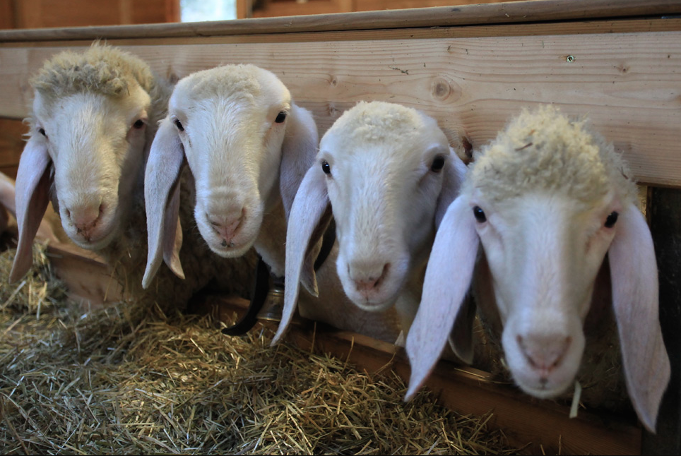 Wipplamb Südtirol – Gesundes Frischfleisch vom Lamm und Schaf